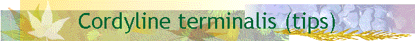 Cordyline terminalis (tips)