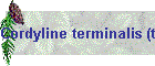 Cordyline terminalis (tips)