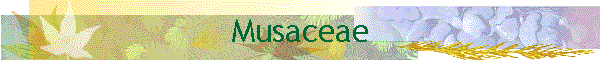 Musaceae