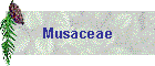 Musaceae