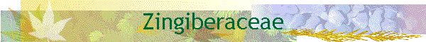 Zingiberaceae