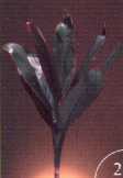 fo2.jpg (2308 bytes)