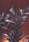 fo24.jpg (3167 bytes)