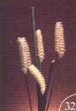 fo32.jpg (2719 bytes)
