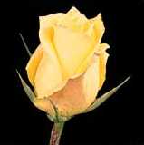 roaal.jpg (3083 bytes)
