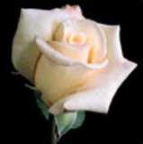 roann.jpg (2787 bytes)