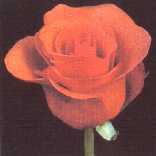 roter.jpg (3064 bytes)